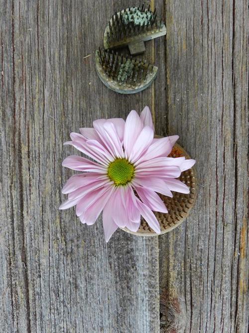 DAISY  LAVENDER POMPONS